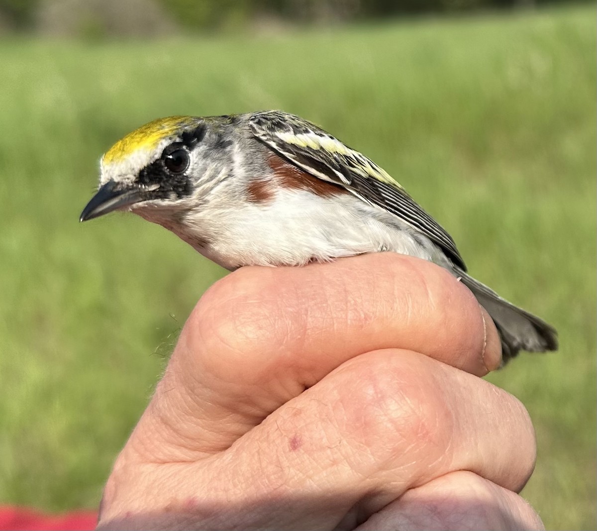 Chestnut-sided Warbler - ML618966897