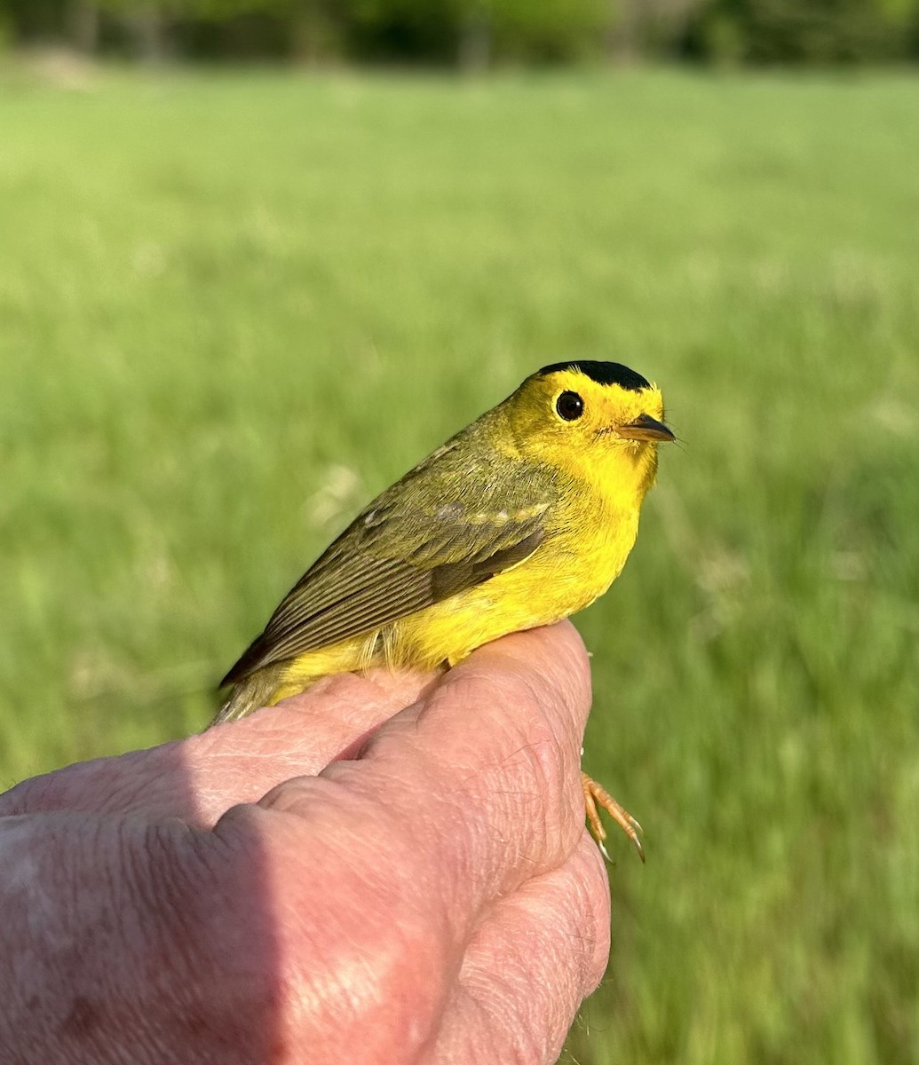Wilson's Warbler - ML618966908