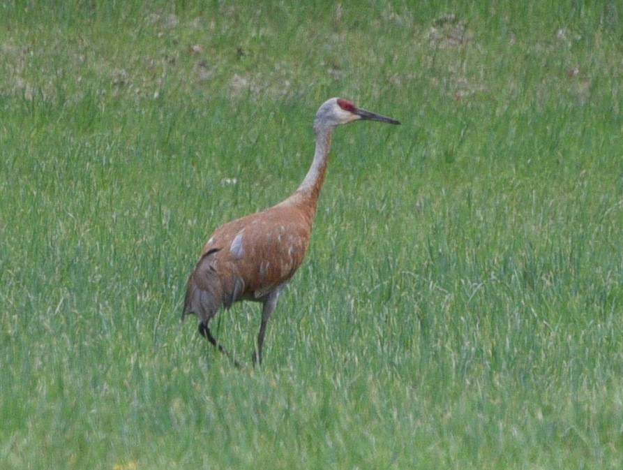 Sandhill Crane - ML618966910