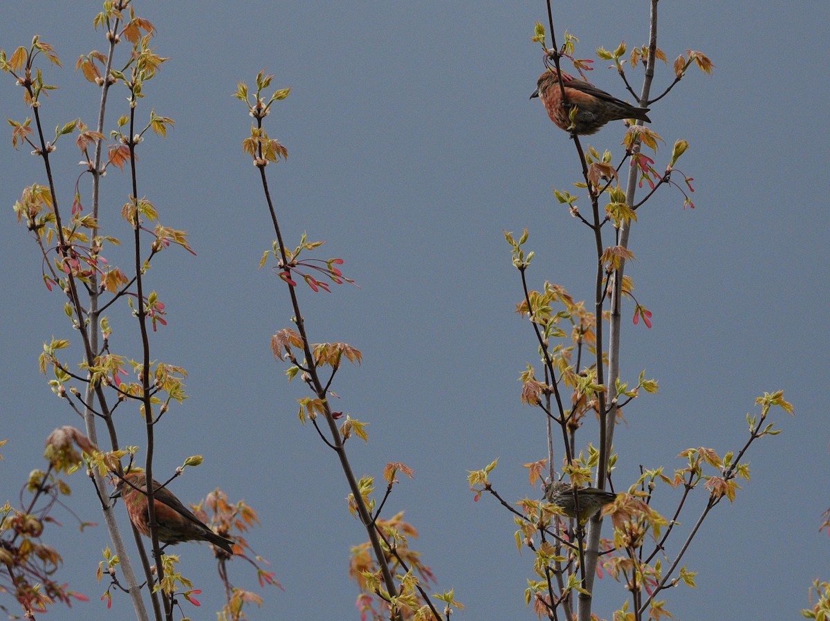 Red Crossbill - Wendy Hill