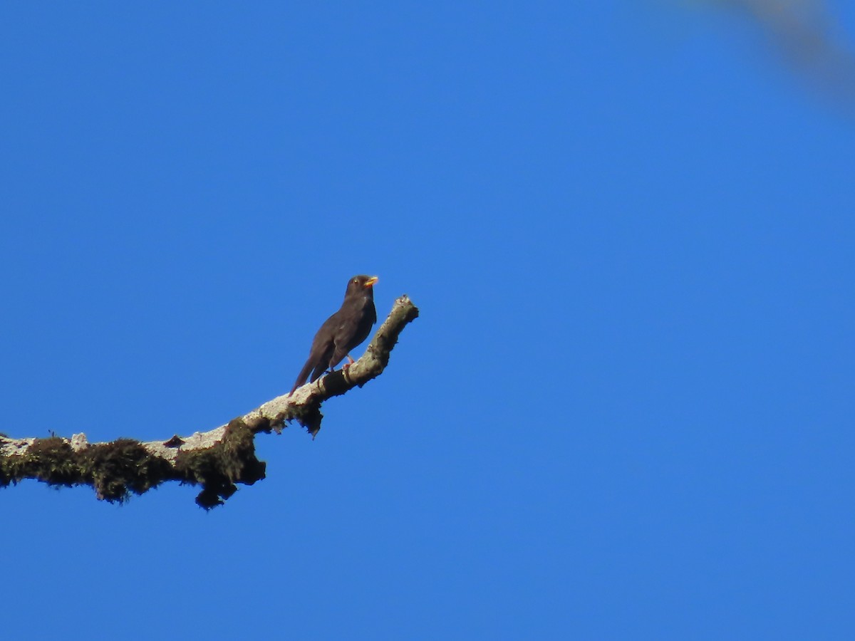 Black Thrush - Angel Zuniga Muñoz