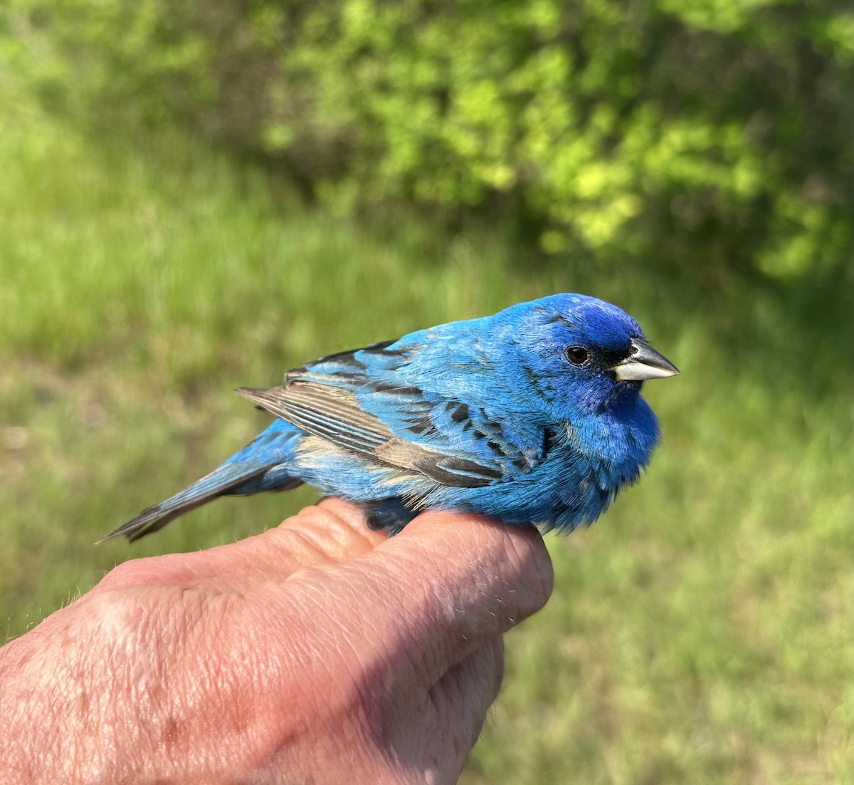 Indigo Bunting - ML618966927