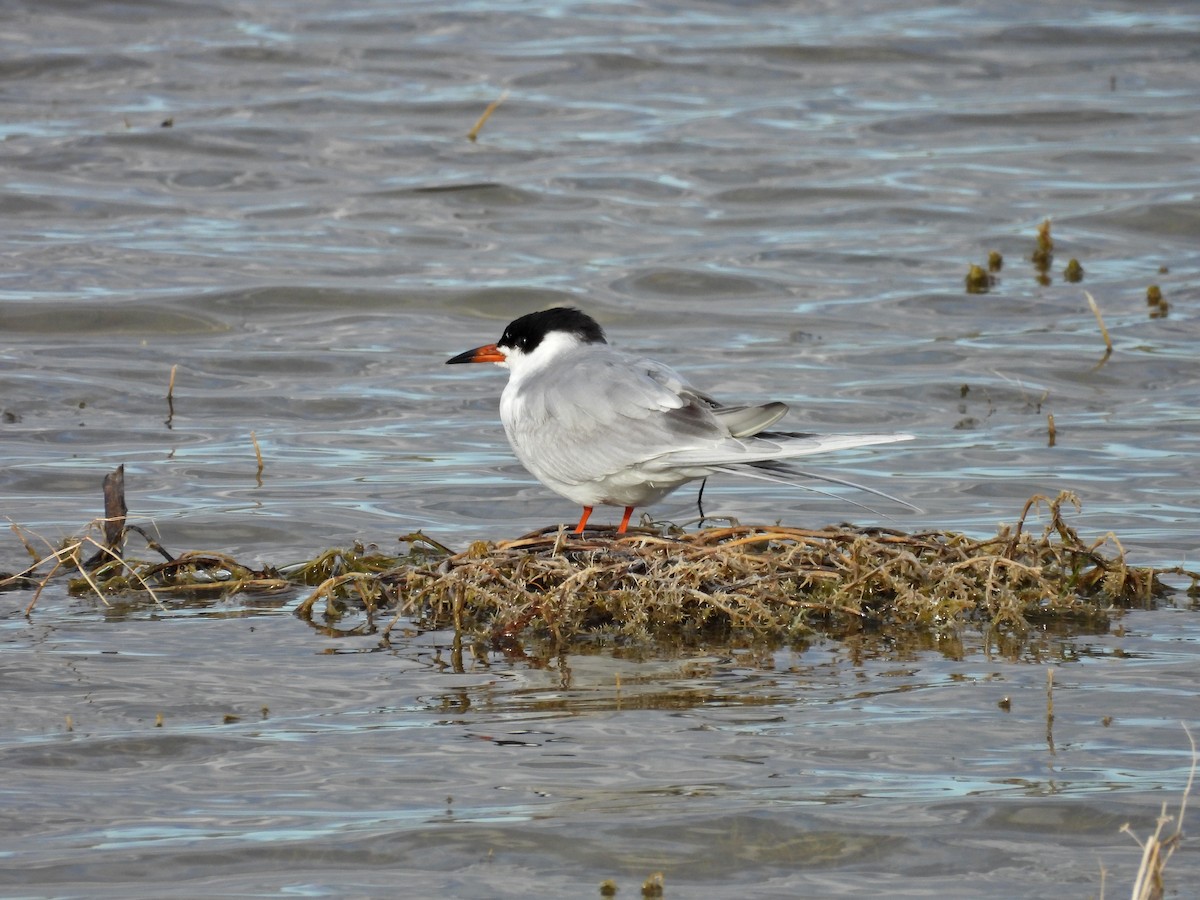 Forster's Tern - ML618966931