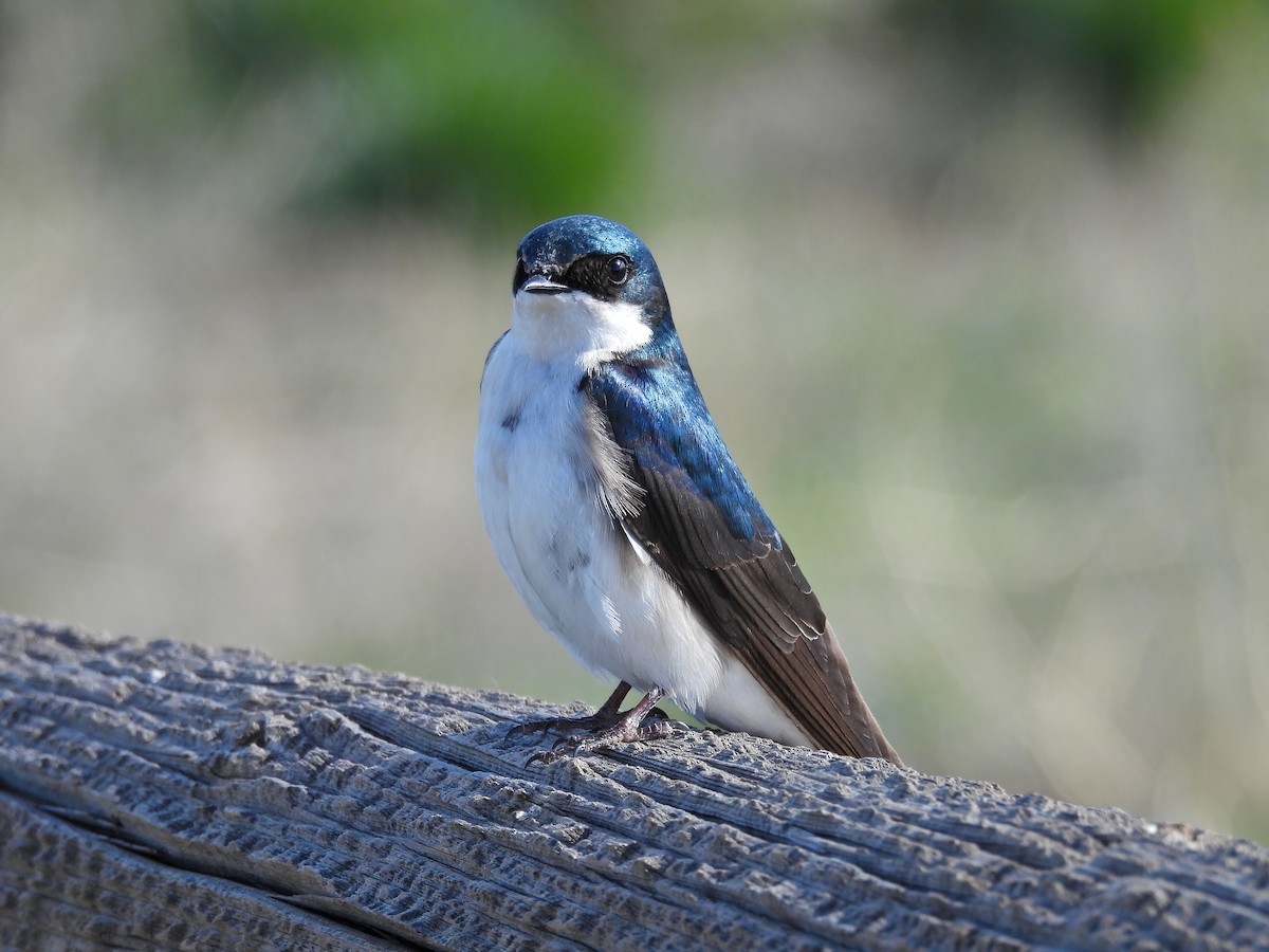 Golondrina Bicolor - ML618966959