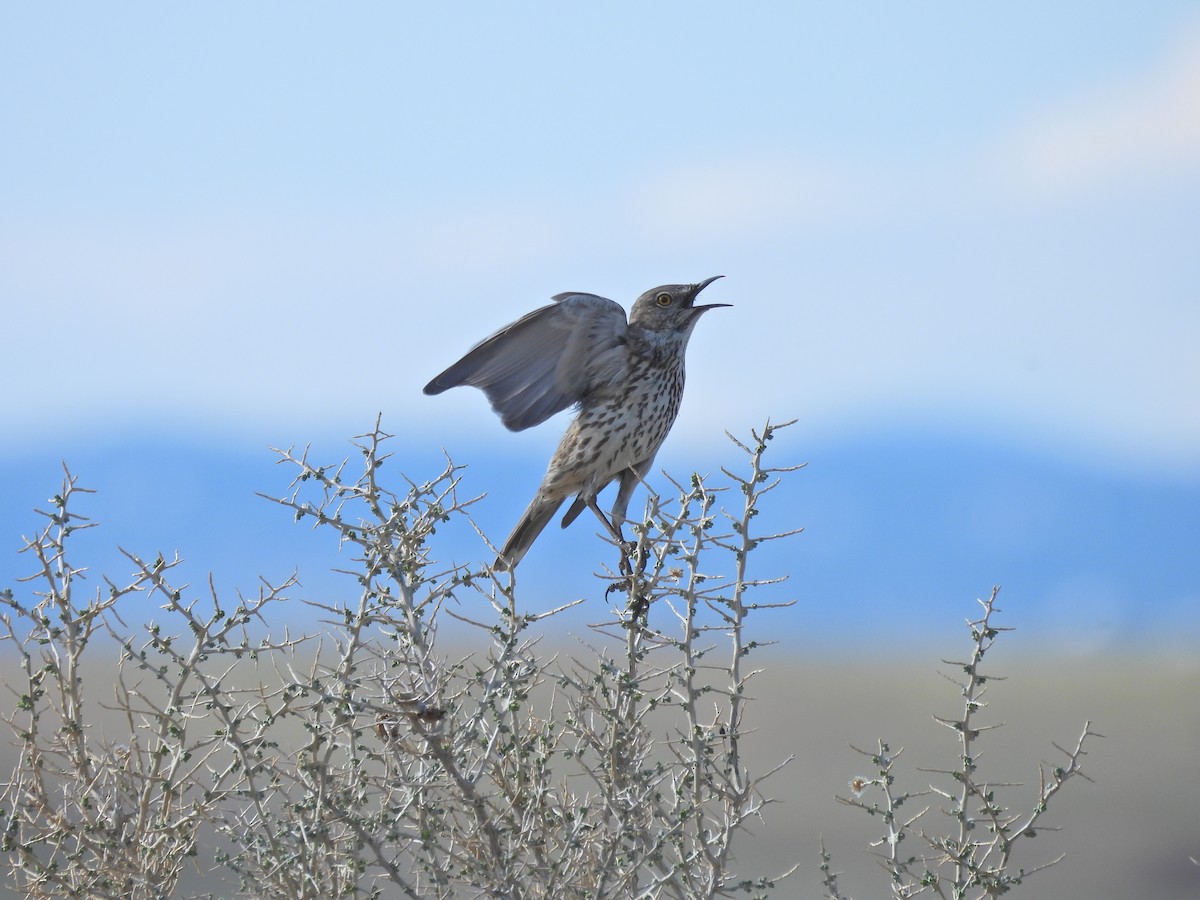 Sage Thrasher - ML618966980