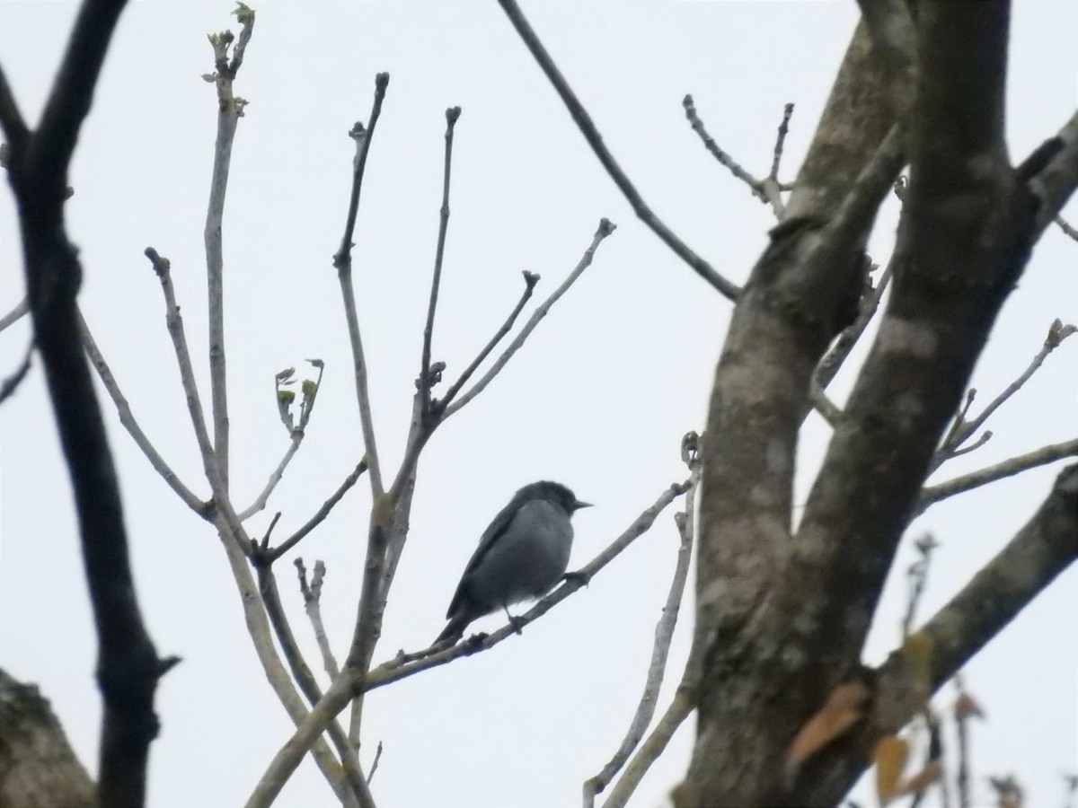 Chestnut-vented Conebill - Ignacio Gómez Gaffner