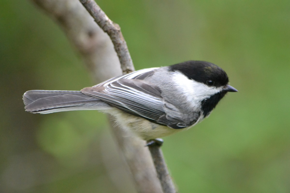 Black-capped Chickadee - ML618967023