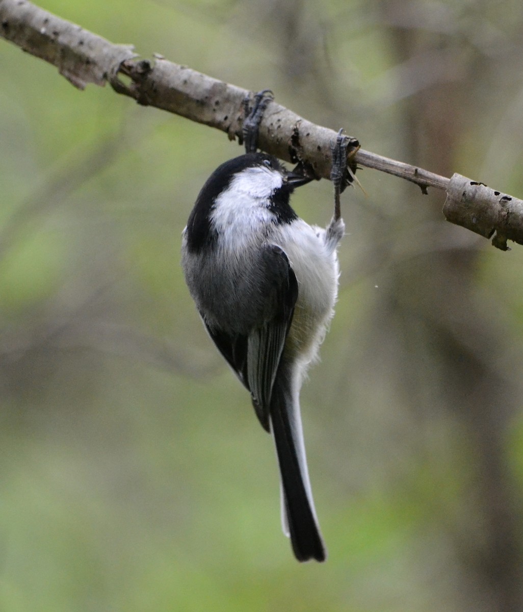 Black-capped Chickadee - ML618967058