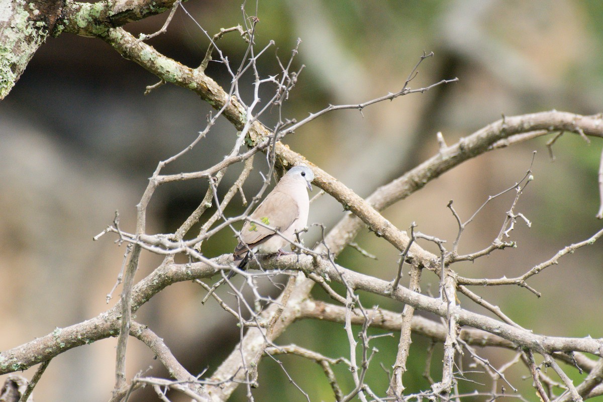 Emerald-spotted Wood-Dove - Nico Visser