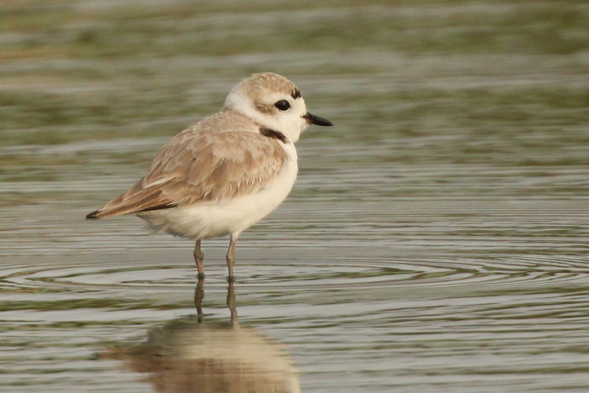 Snowy Plover - Richard  Lechleitner