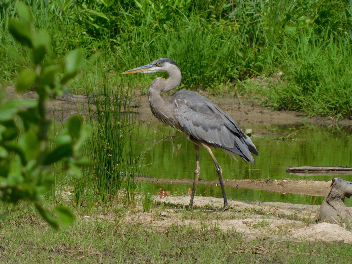 Great Blue Heron - ML618967081