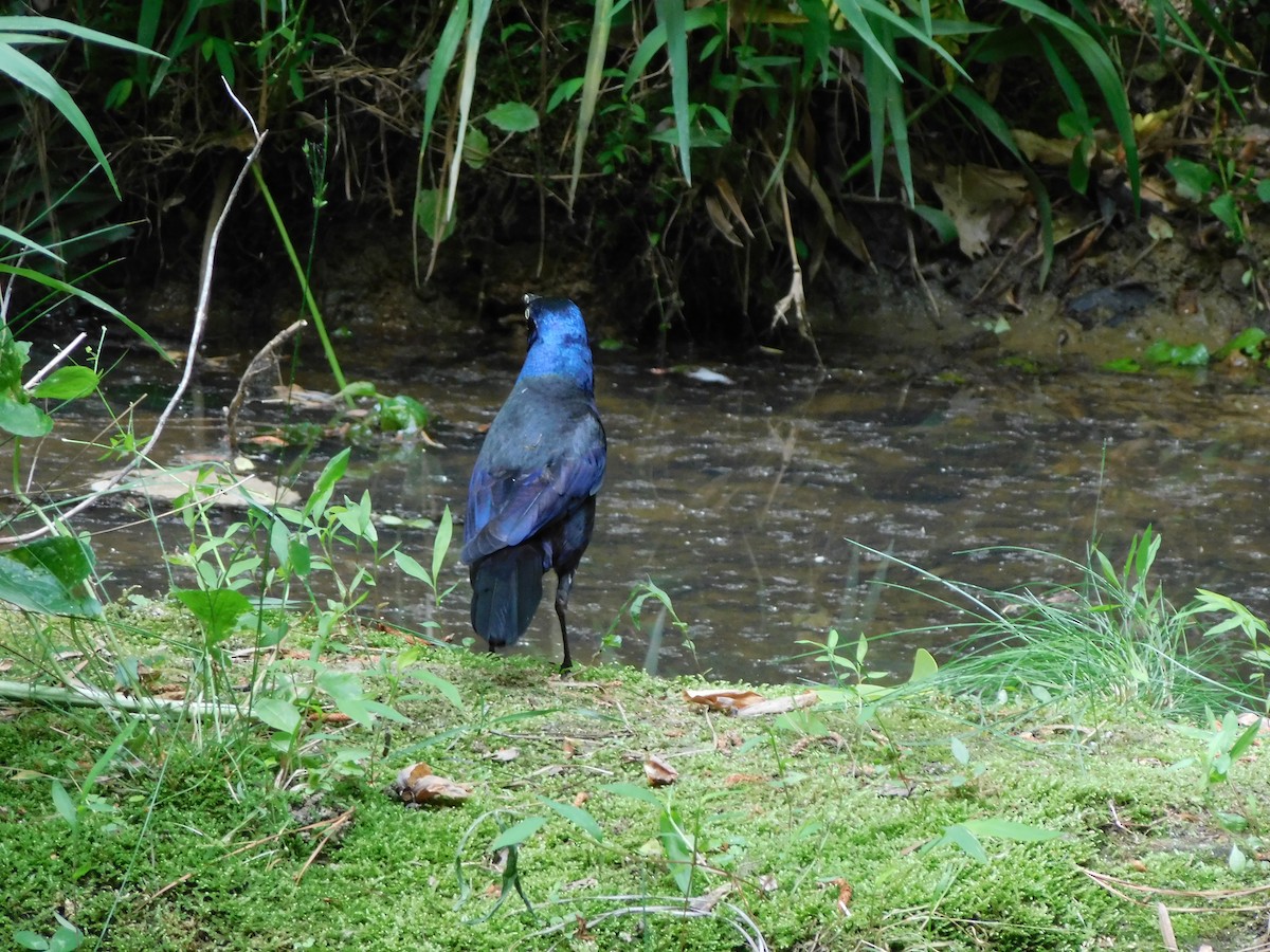 Common Grackle - ML618967087