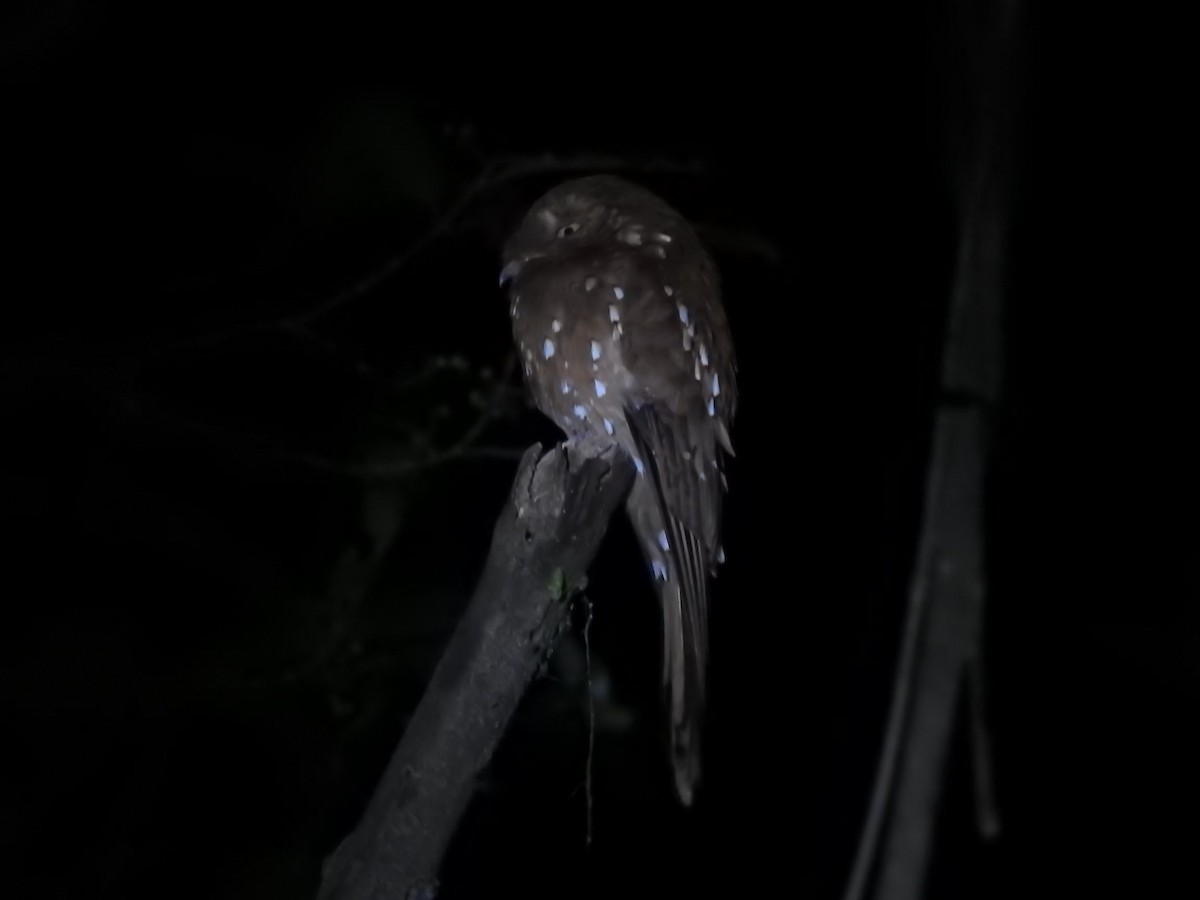 Rufous Potoo - ML618967092