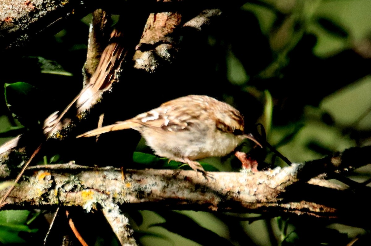 Short-toed Treecreeper - Edmund Bell