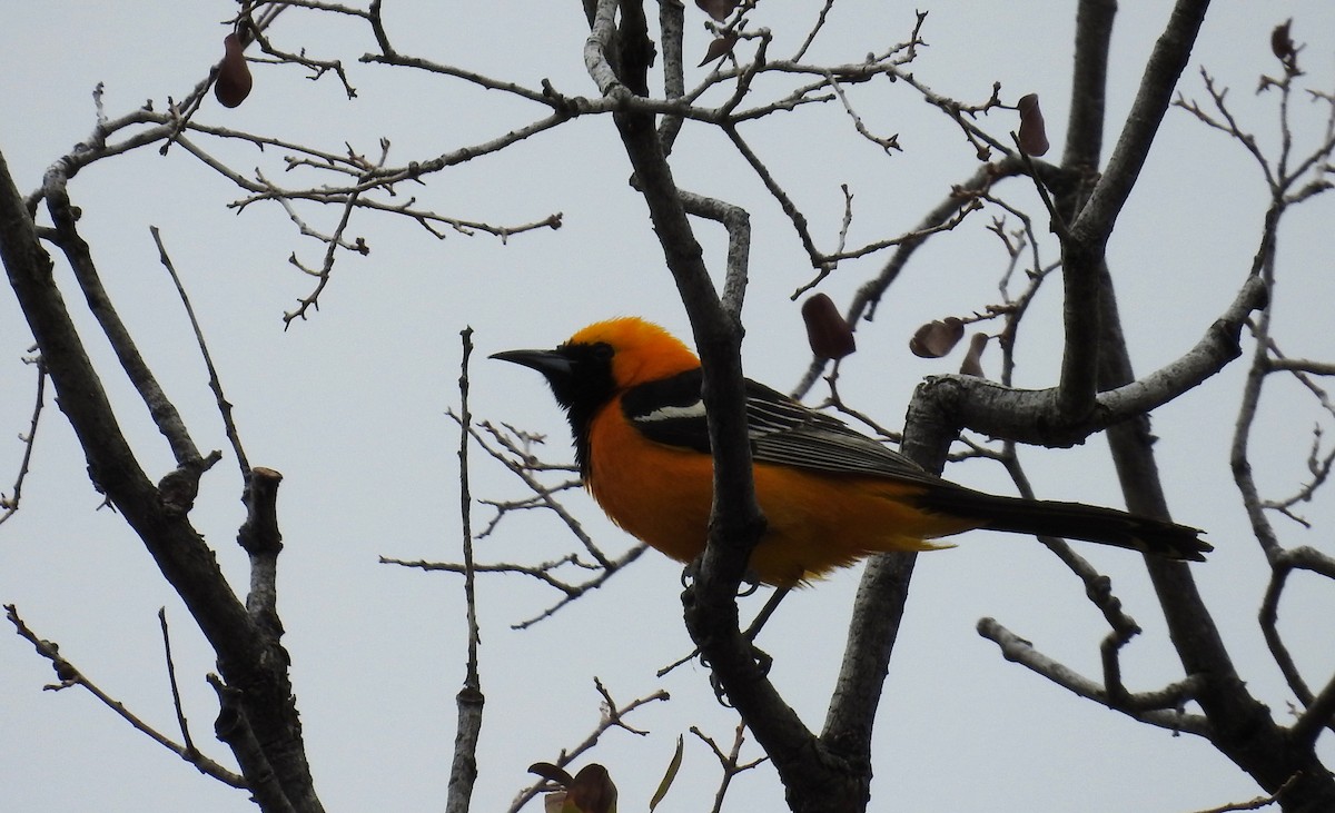 Hooded Oriole - Sue Murphy