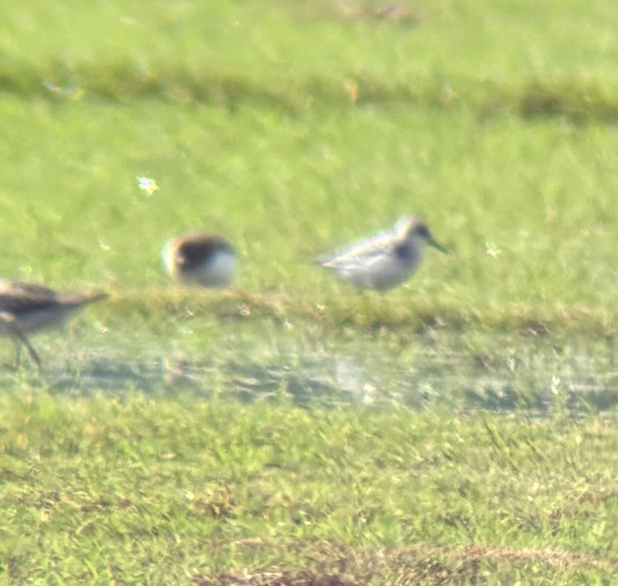 Bécasseau sanderling - ML618967150