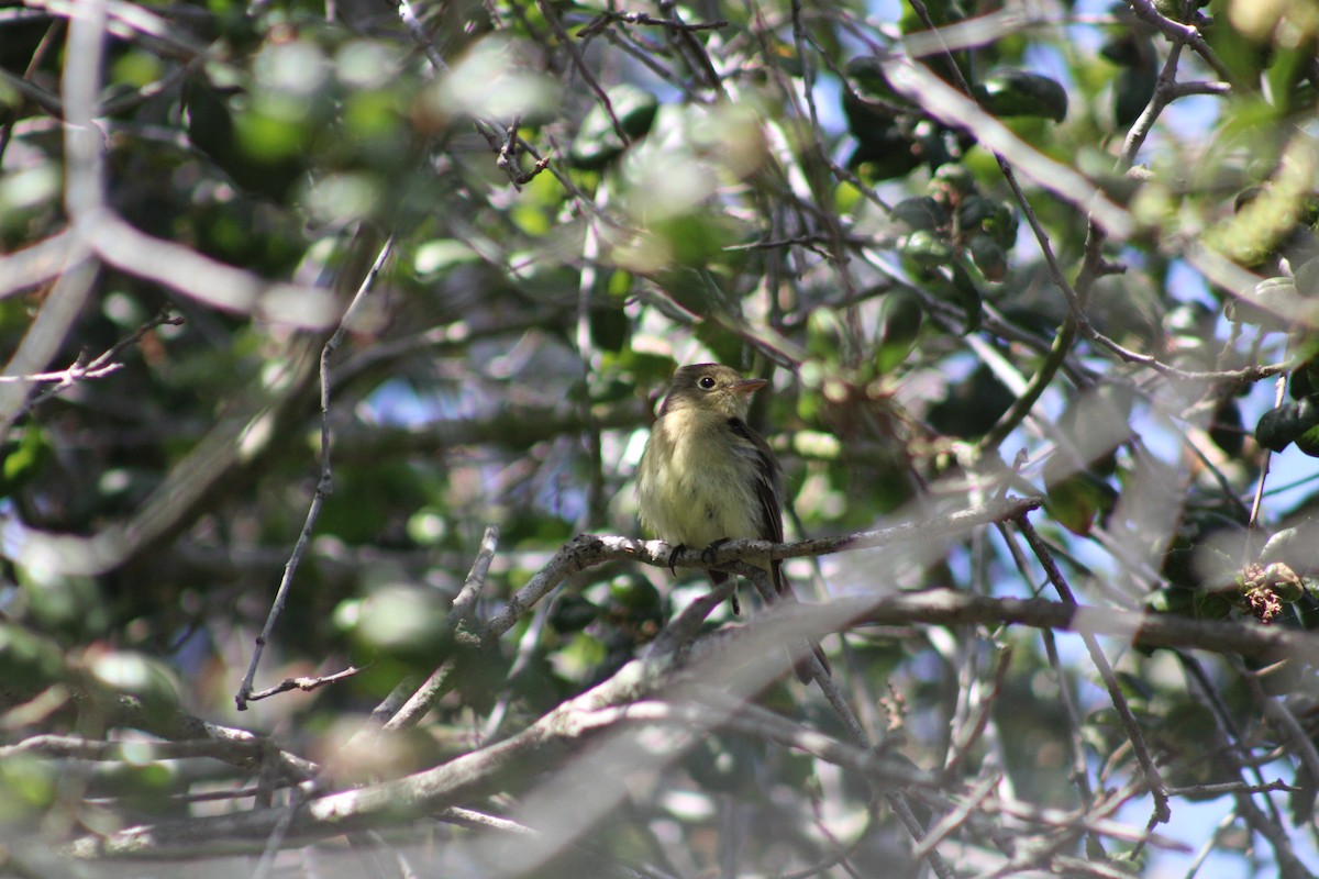 Western Flycatcher - Liz Smilor