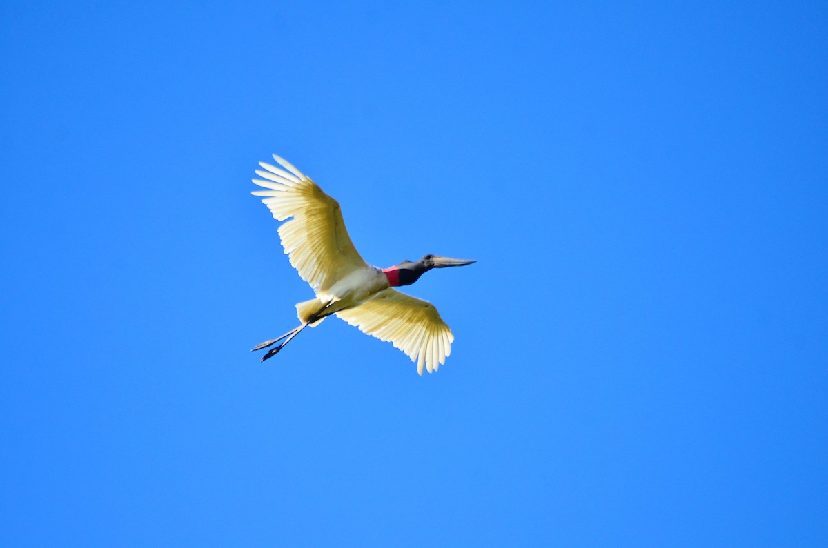 Jabiru - Jefté Faustino Peixoto