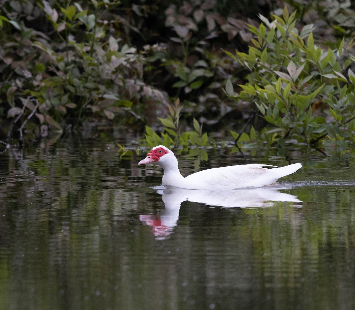 Muscovy Duck (Domestic type) - Stefan Woltmann