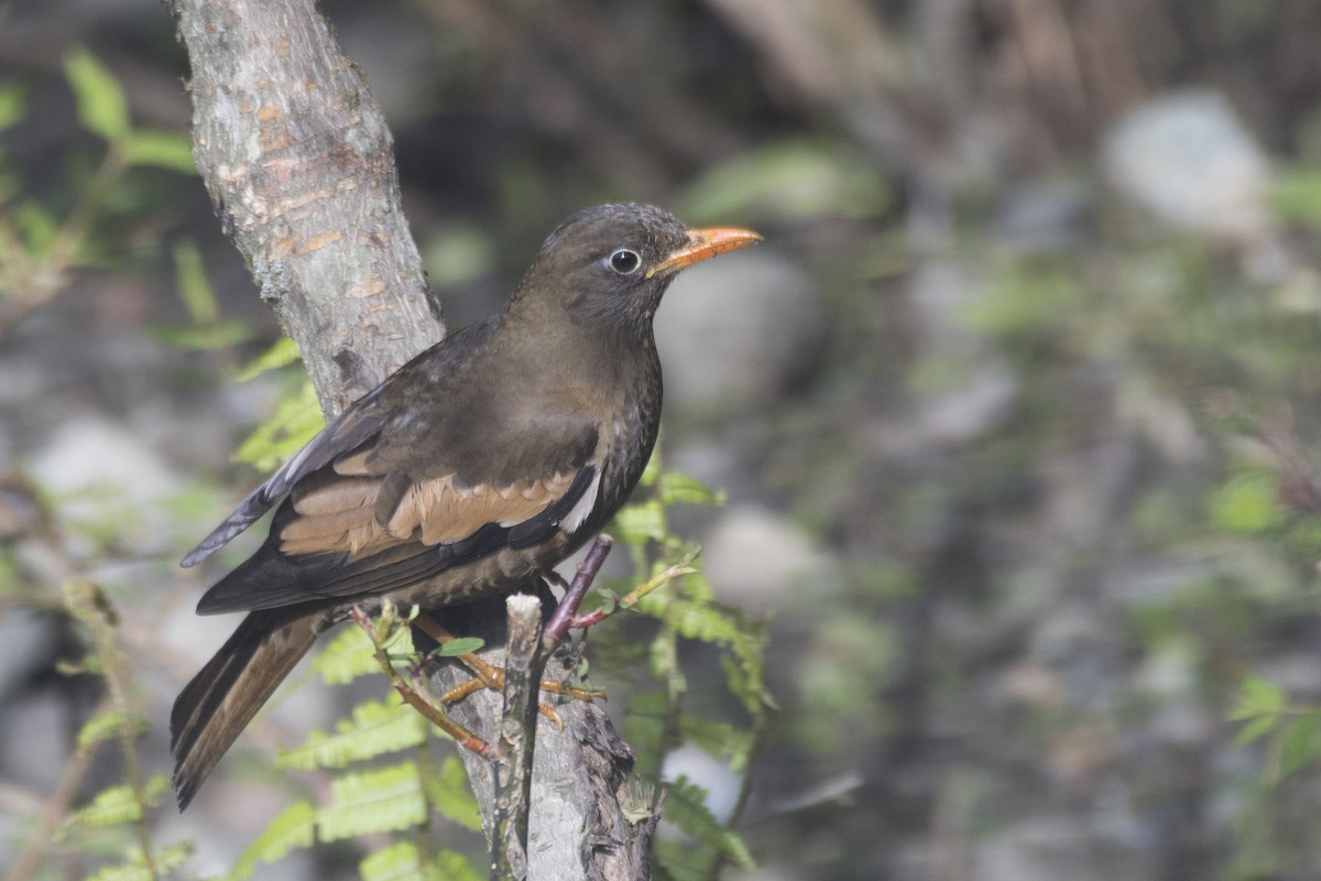 Gray-winged Blackbird - SOVON PARBAT