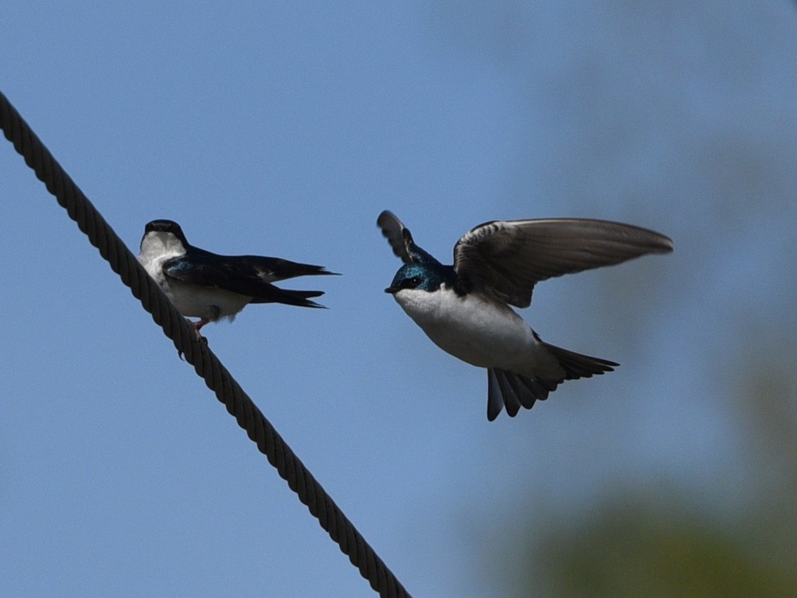 Tree Swallow - Wendy Hill
