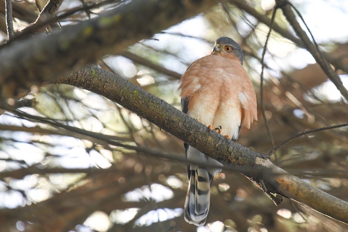 Rufous-breasted Sparrowhawk - Regard Van Dyk