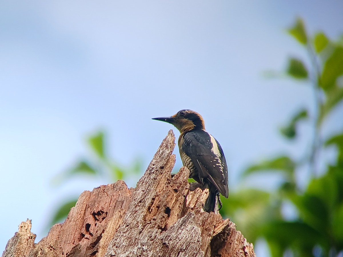 Golden-naped Woodpecker - Parque Nacional Marino Ballena