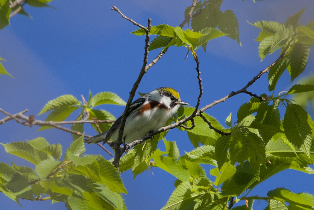 Chestnut-sided Warbler - ML618967299