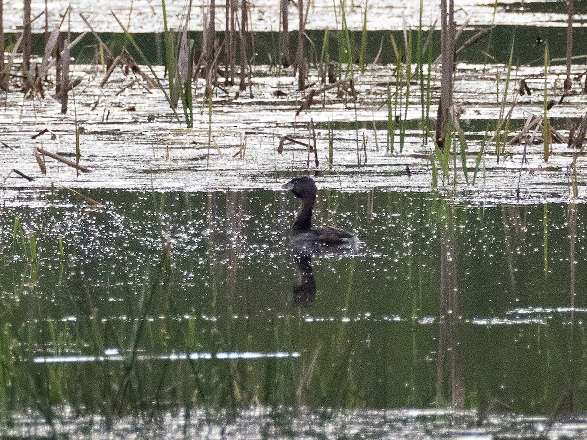 Pied-billed Grebe - ML618967360