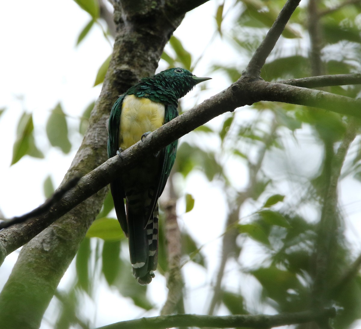 African Emerald Cuckoo - Paul Lenrumé