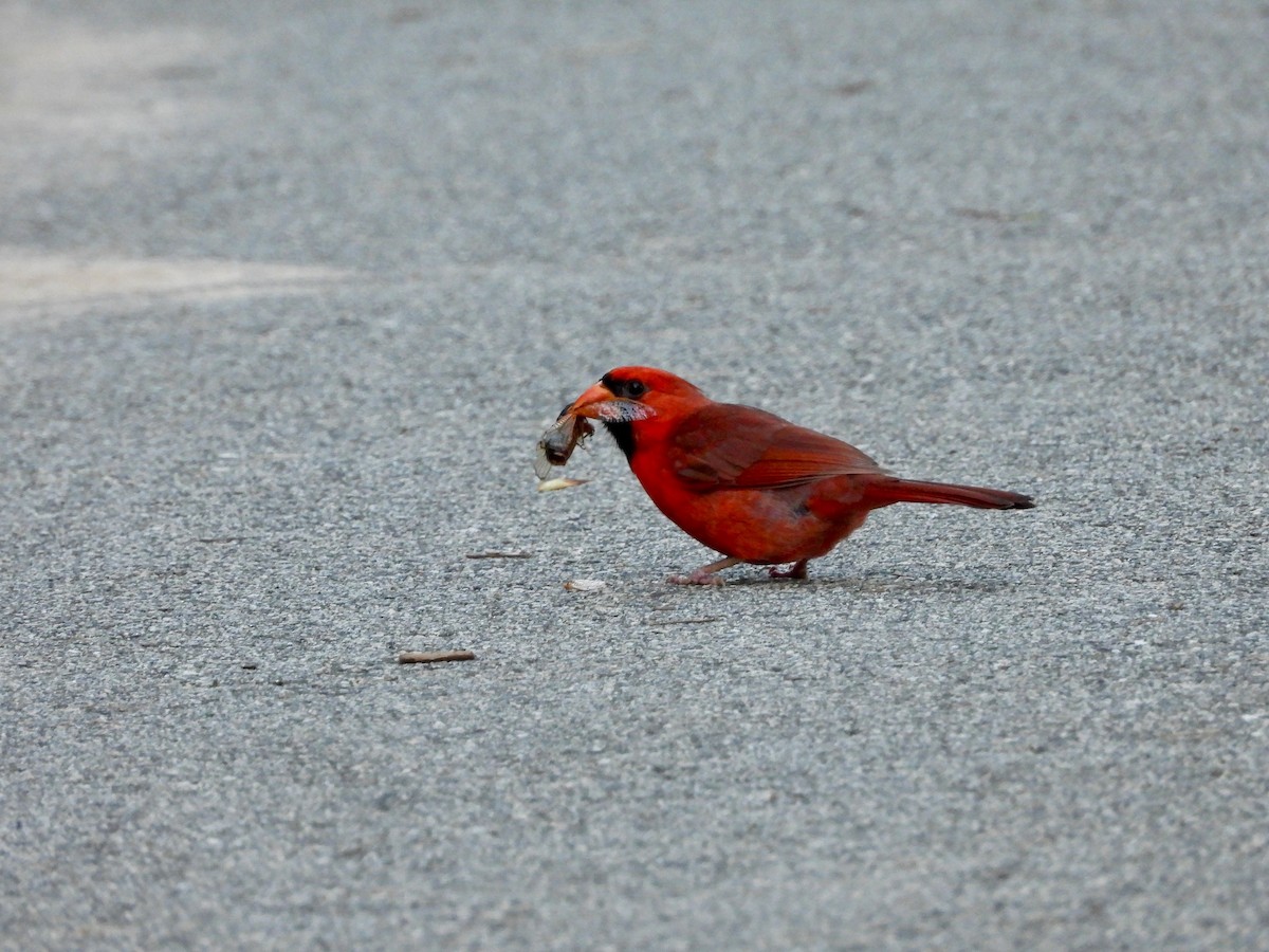 Cardinal rouge - ML618967371