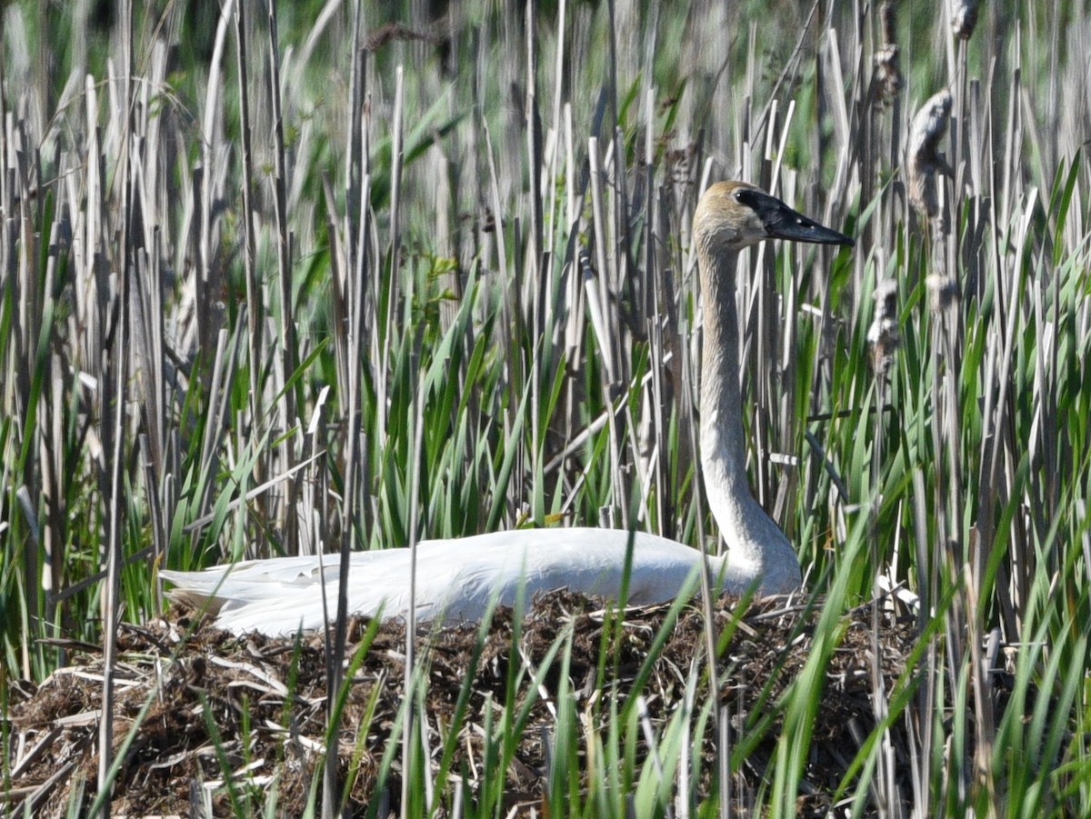 Trumpeter Swan - Wendy Hill