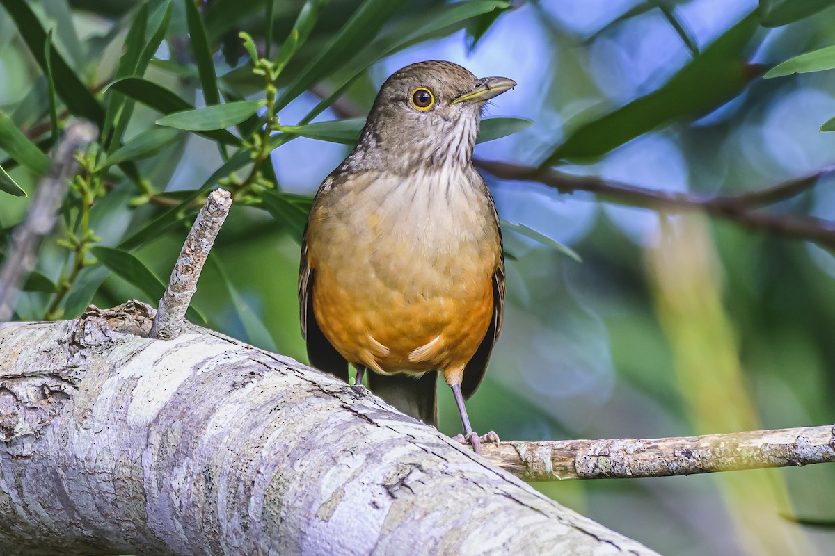 Rufous-bellied Thrush - Amed Hernández