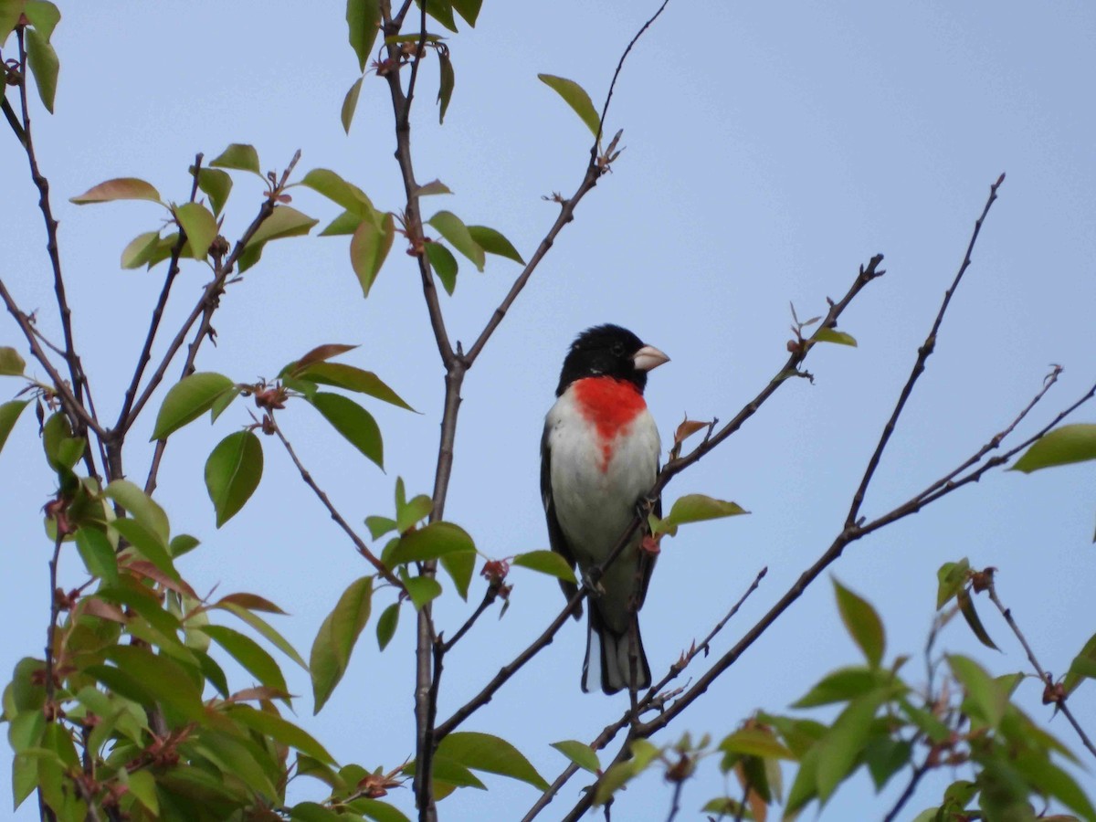 Rose-breasted Grosbeak - ML618967389