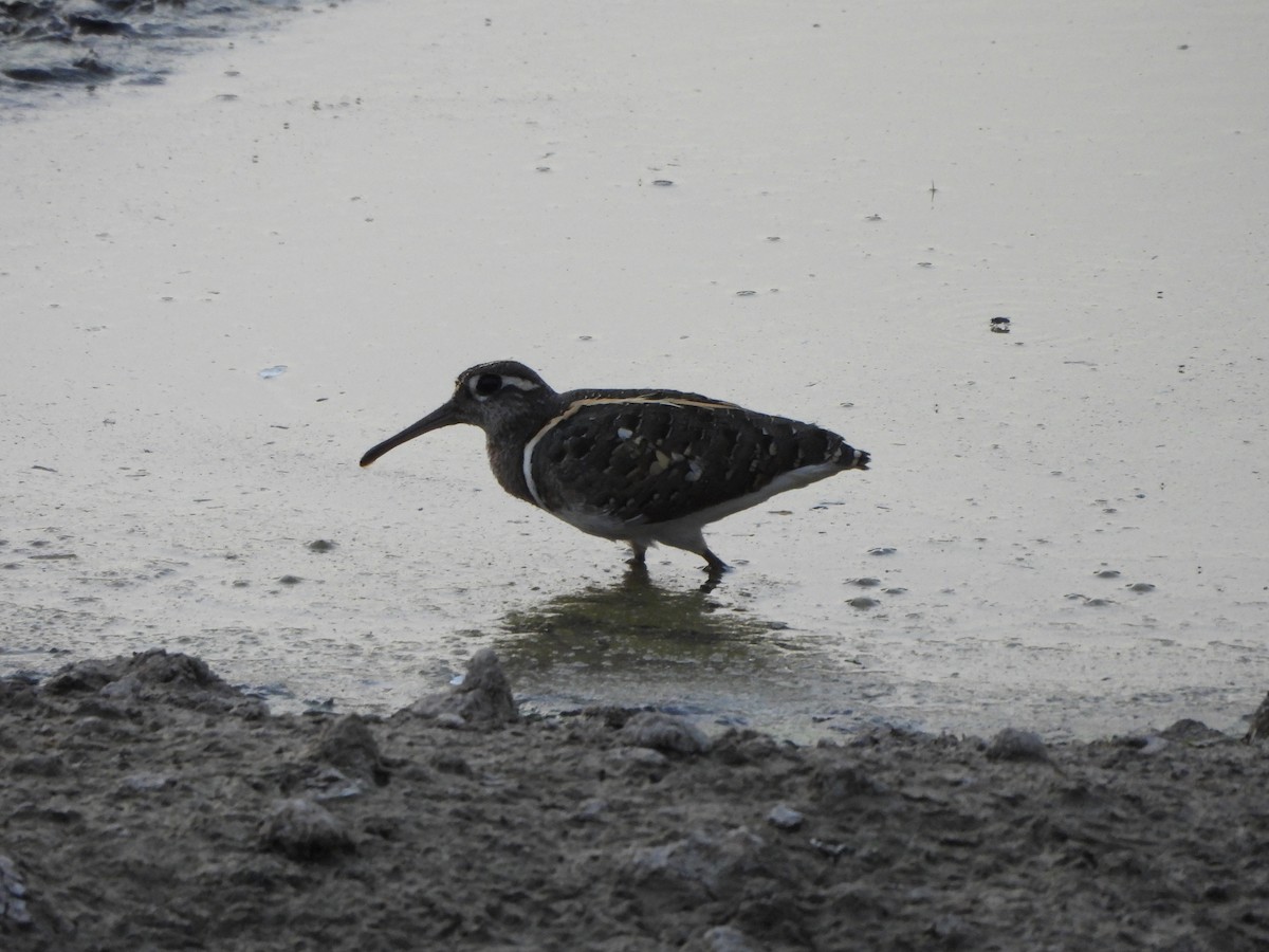 Greater Painted-Snipe - Prof Chandan Singh Dalawat