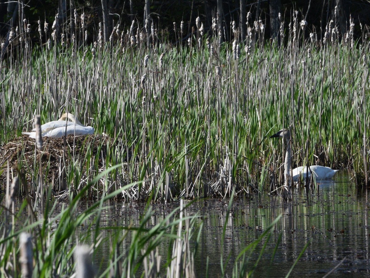 Cisne Trompetero - ML618967395