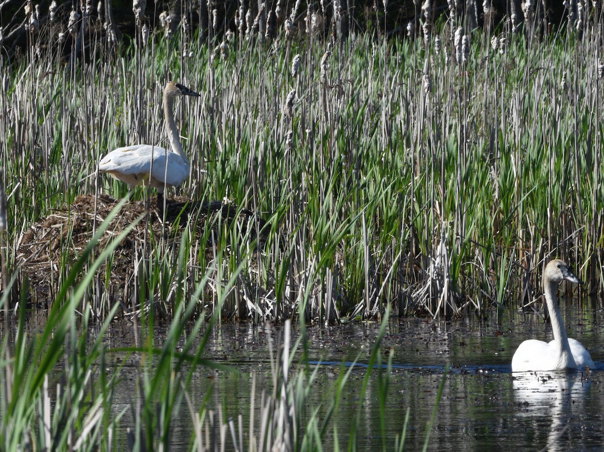 Trumpeter Swan - ML618967396