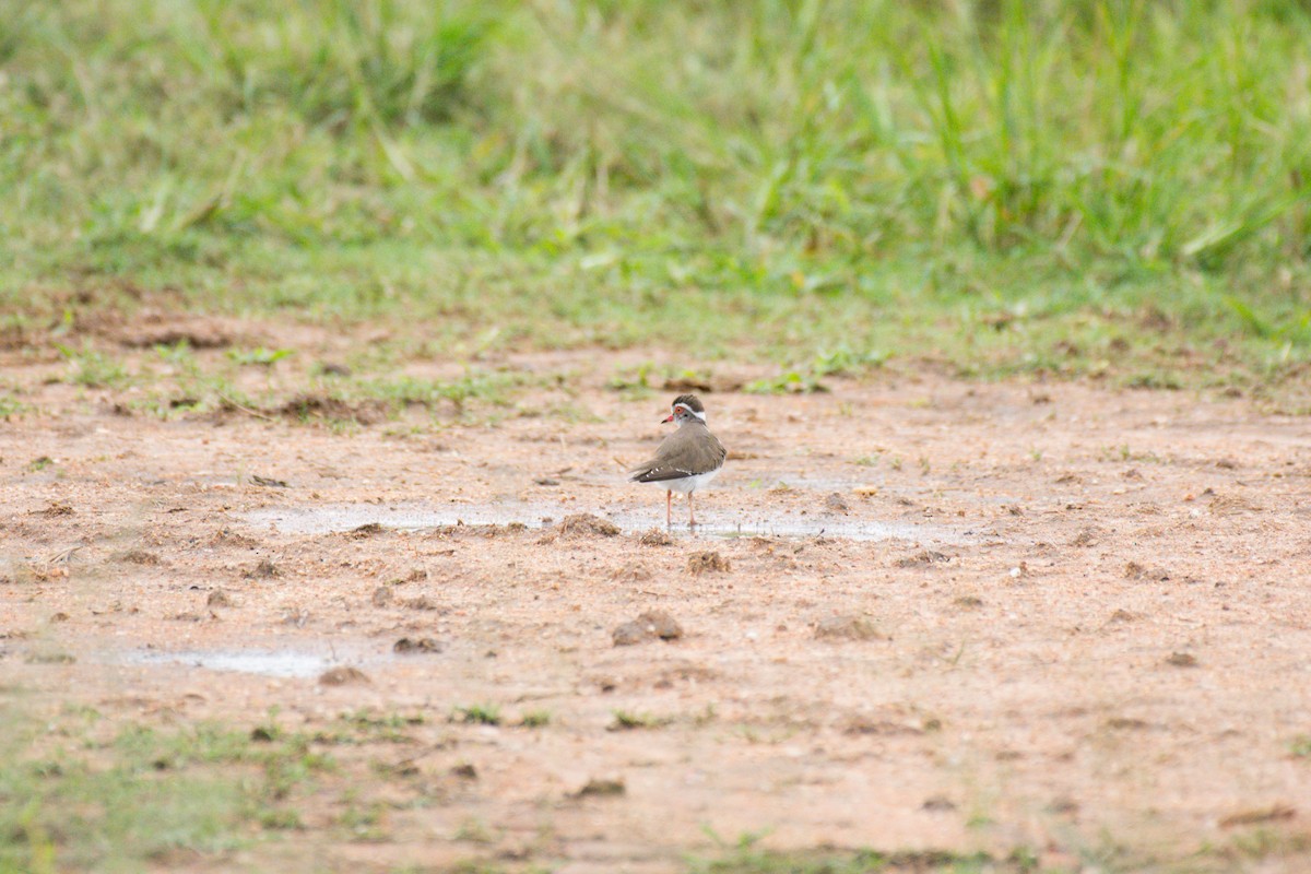 Three-banded Plover - Nico Visser