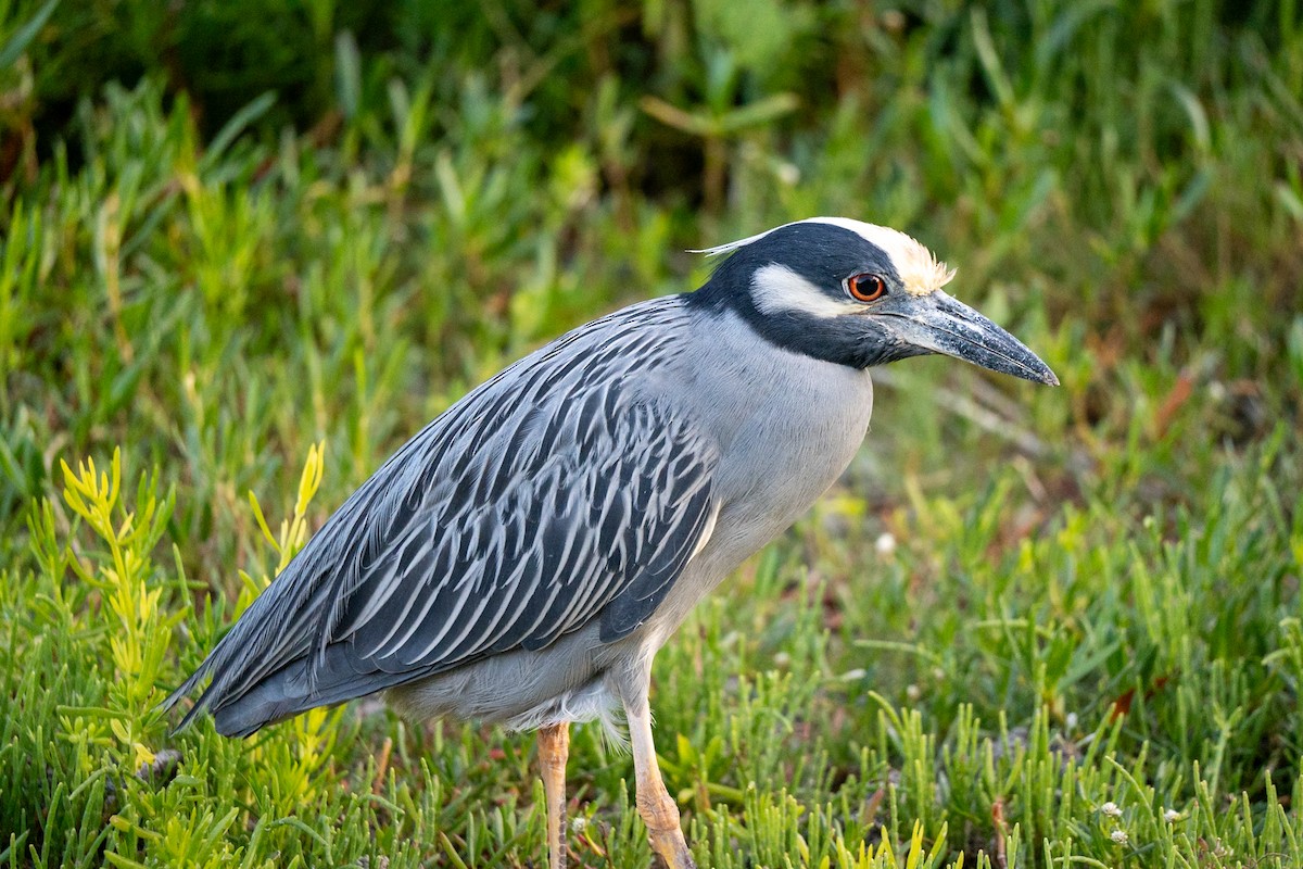 Yellow-crowned Night Heron - Marcus Müller