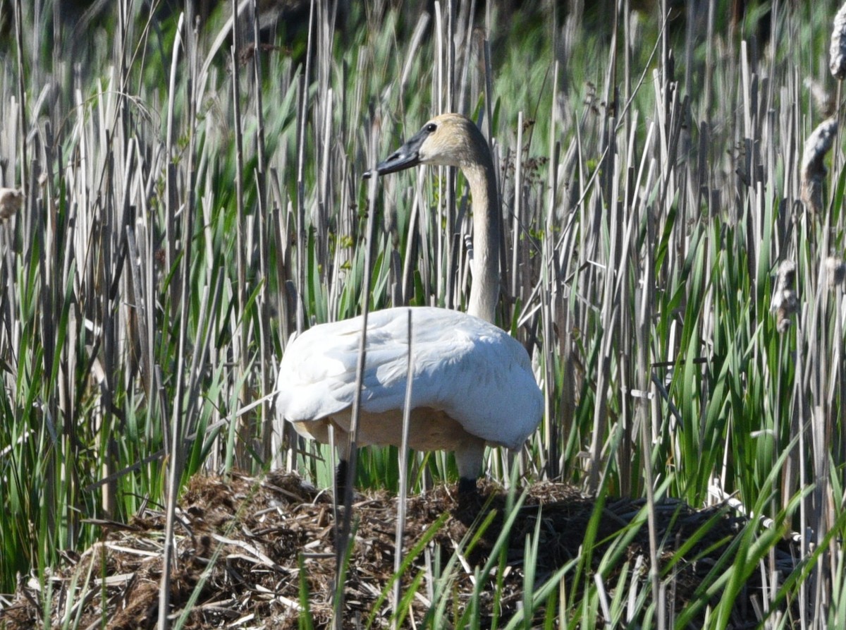 Cisne Trompetero - ML618967415