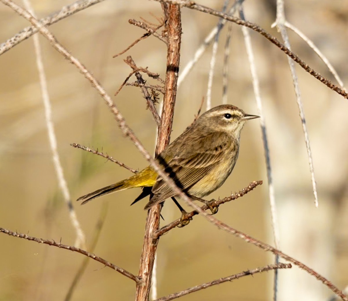 Palm Warbler - Marcus Müller