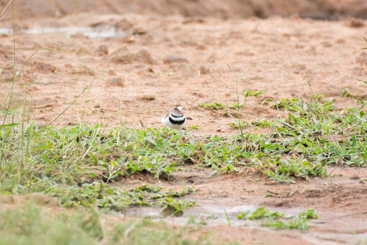 Three-banded Plover - Nico Visser