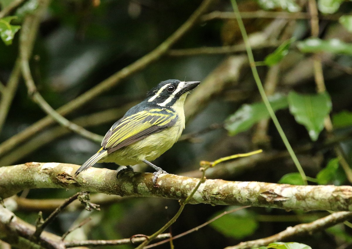 Yellow-rumped Tinkerbird - Paul Lenrumé