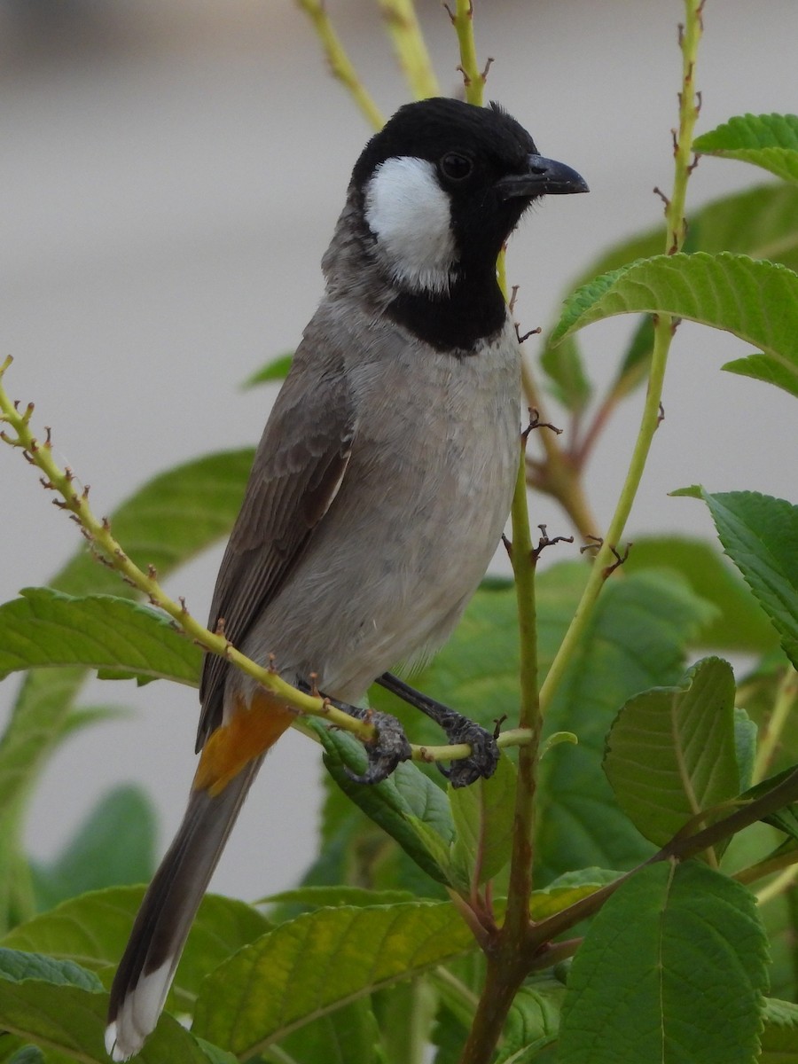 White-eared Bulbul - Prof Chandan Singh Dalawat