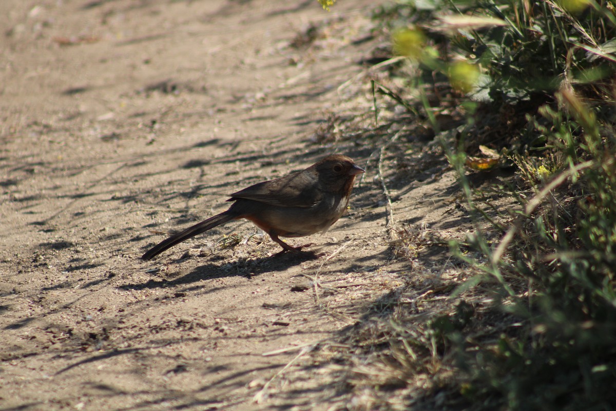 California Towhee - Liz Smilor