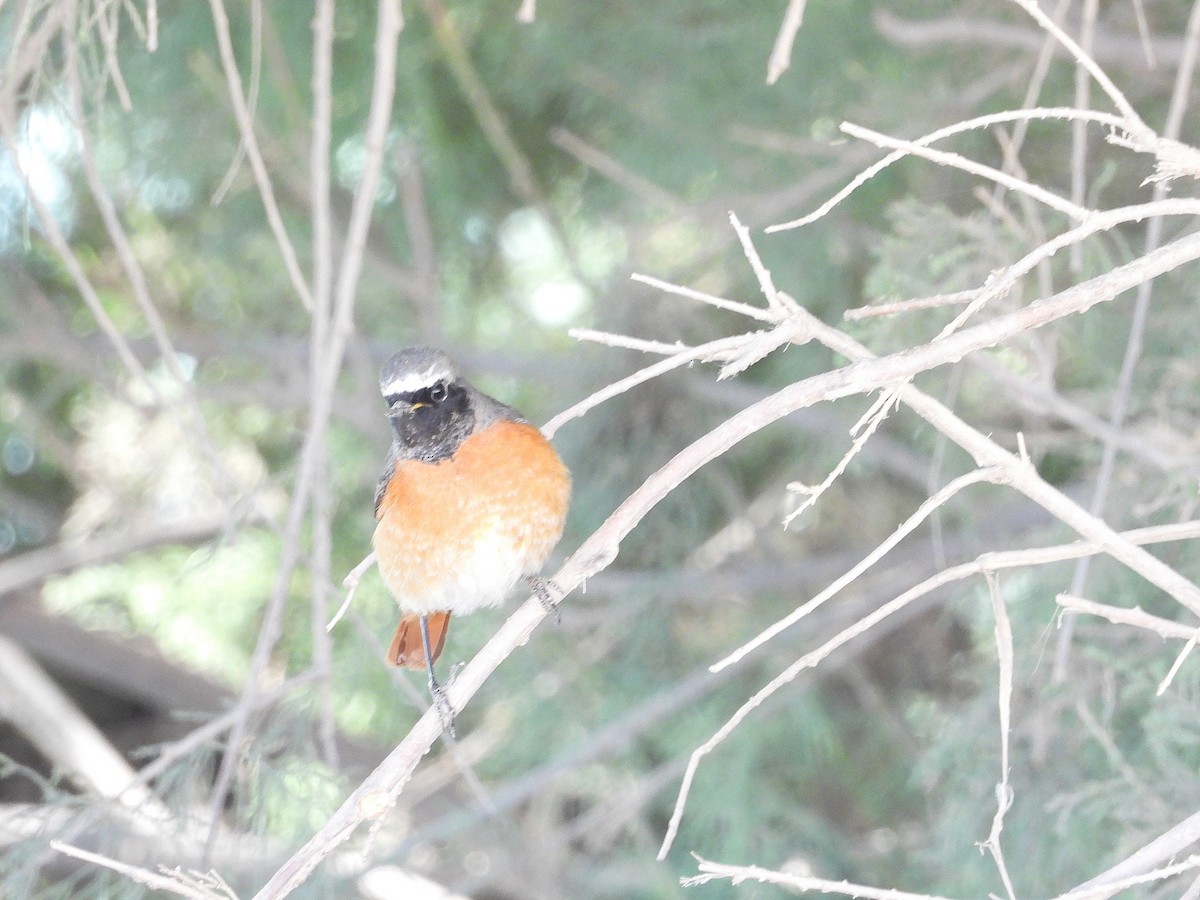 Common Redstart - ML618967456