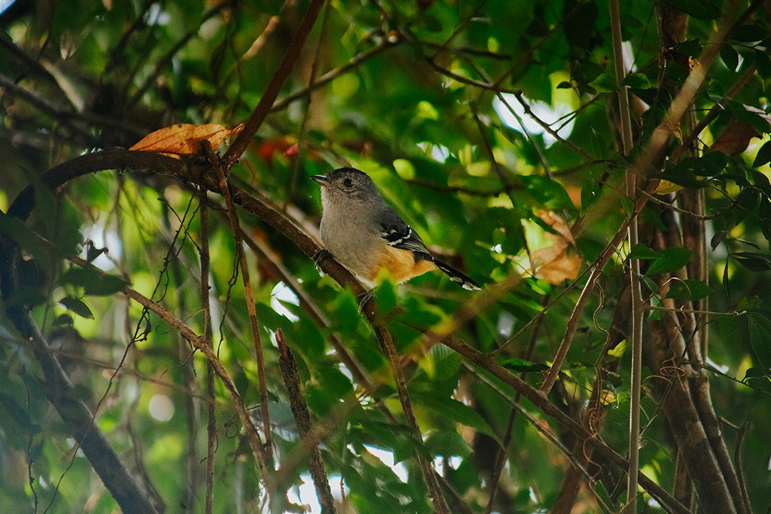 Variable Antshrike - Tainara Cuchi