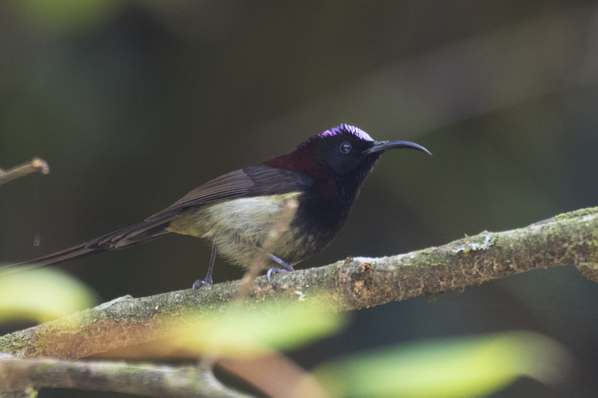 Black-throated Sunbird - SOVON PARBAT