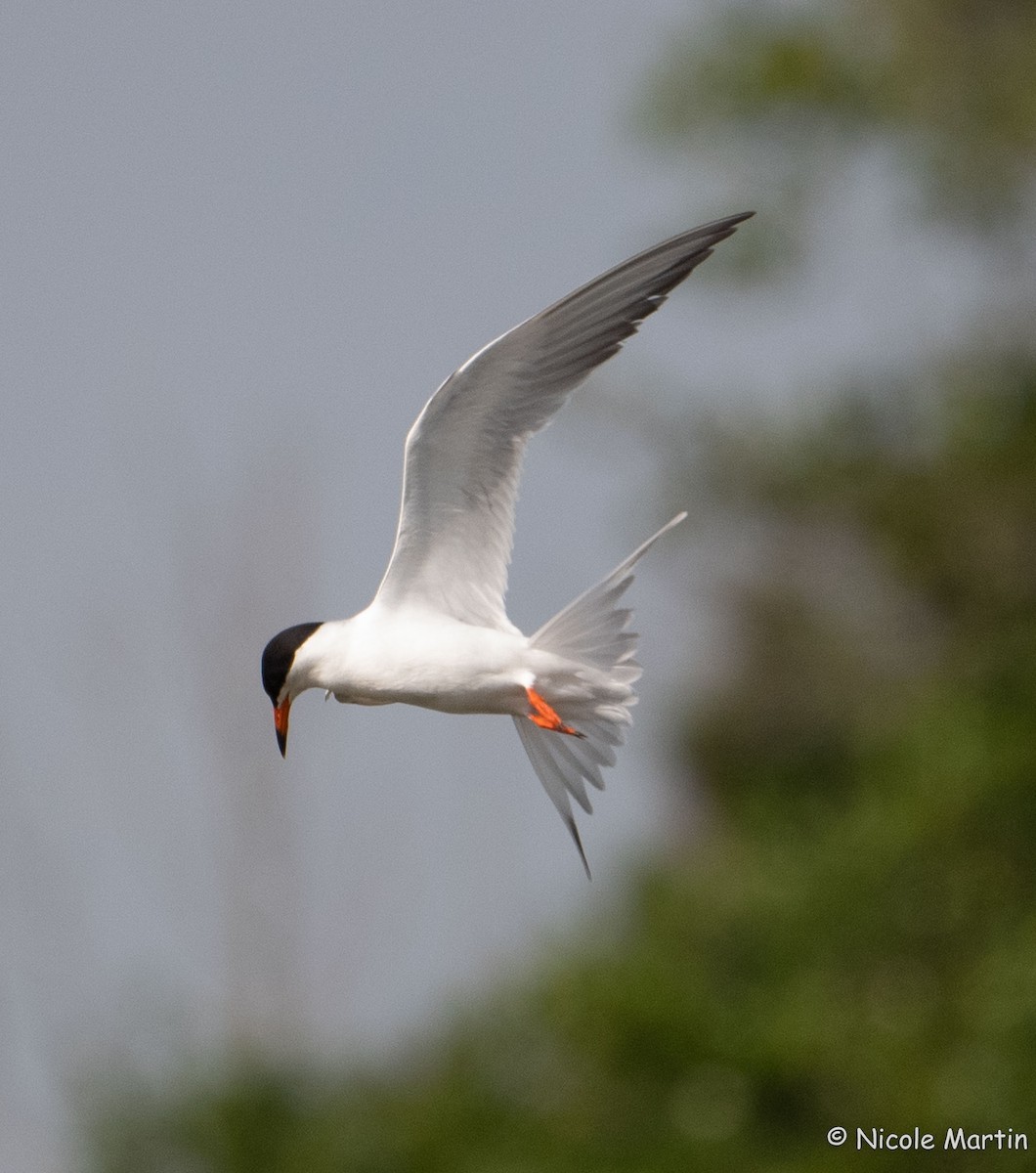 Forster's Tern - ML618967497