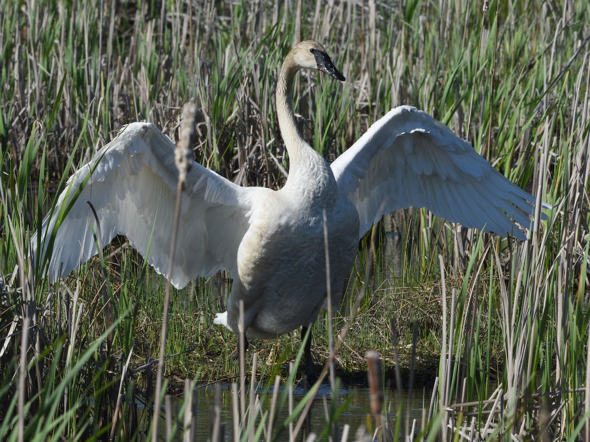 Trumpeter Swan - ML618967503